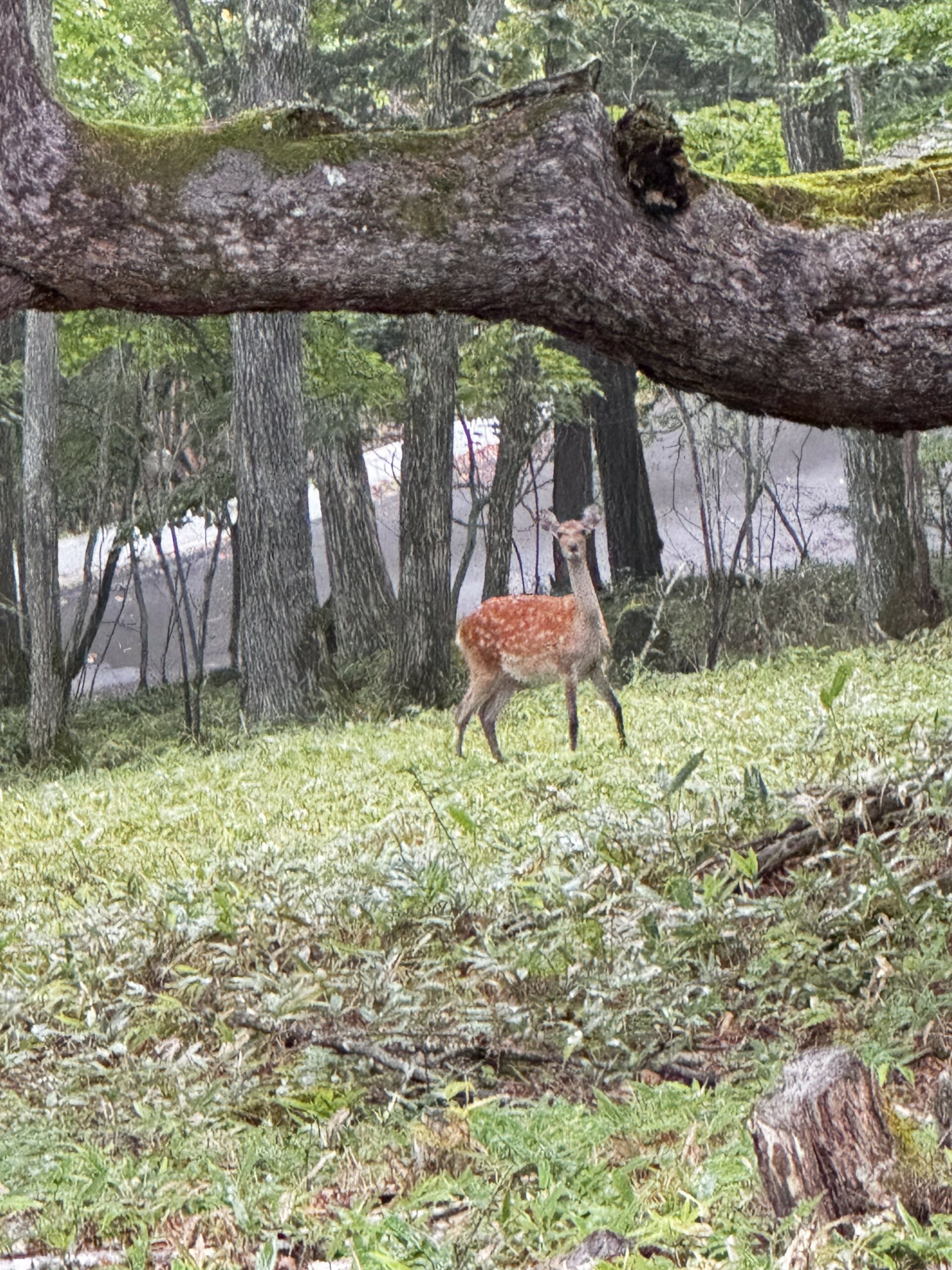 内臓疾患と筋肉の関連性